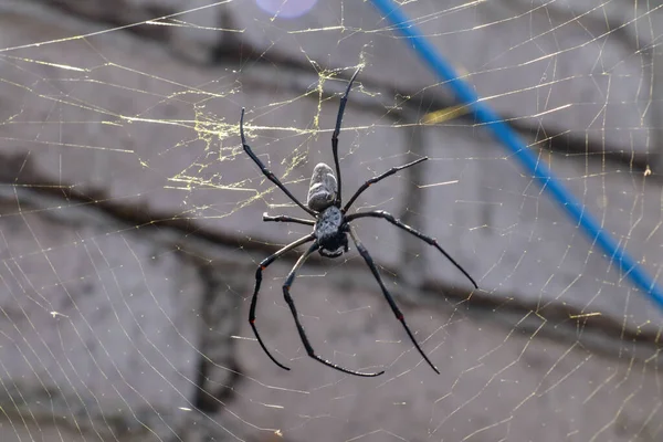 Primo Piano Dei Pilipes Nephila Ragno Dorato Della Sfera Ragnatela — Foto Stock