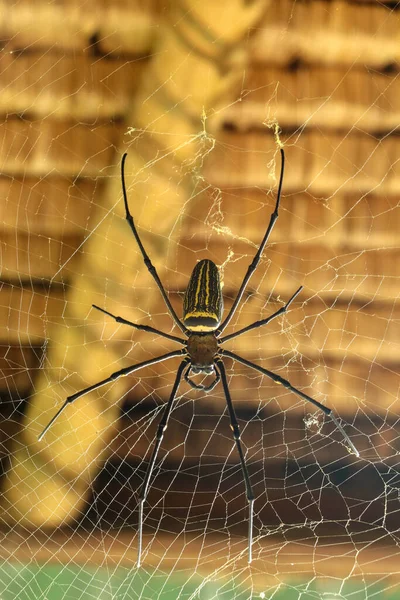 Nephila Cölöpök Vagy Arany Gömb Pókháló Óriás Banánpók Várja Áldozatát — Stock Fotó