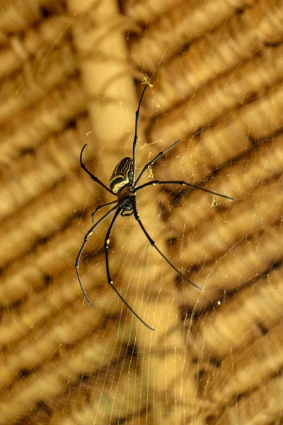 Nephila pilipes 'in ya da altın küre ağ örümceğinin ön görüntüsü. Dev Muz Örümceği ağında avını bekliyor. Vahşi Asya Bali 'de Örümcek' in Macro yakın çekimi. Güneydoğu Asya 'dan büyük renkli bir örümcek..