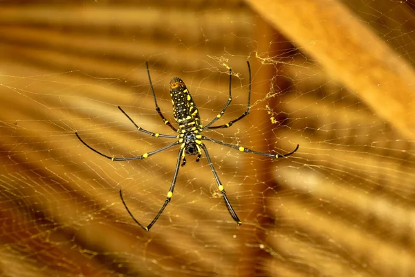 Nephila pilipes 'in alt görüntüsü ya da altın küre ağ örümceği. Dev Muz Örümceği ağında avını bekliyor. Vahşi Asya Bali 'de Örümcek' in Macro yakın çekimi. Güneydoğu Asya 'dan büyük renkli bir örümcek..