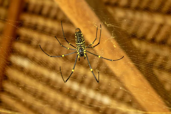 Nefila pilipes ya da altın küre ağ örümceği. Dev Muz Örümceği kurbanını bekliyor. Vahşi Asya Bali 'de Örümcek' in Macro yakın çekimi. Güneydoğu Asya ormanları ve ormanlık alanlardan büyük renkli bir örümcek..