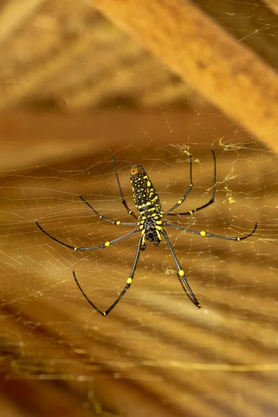 Nephila pilipes 'in alt görüntüsü ya da altın küre ağ örümceği. Dev Muz Örümceği ağında avını bekliyor. Vahşi Asya Bali 'de Örümcek' in Macro yakın çekimi. Güneydoğu Asya 'dan büyük renkli bir örümcek..