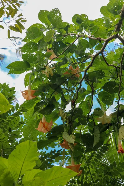 Orange Angels Trumpets Datura, Solanaceae, Brugmansia, the large, fragrant flowers give them their common name of angel\'s trumpets, name sometimes used for the closely related genus Datura. Poisonous.