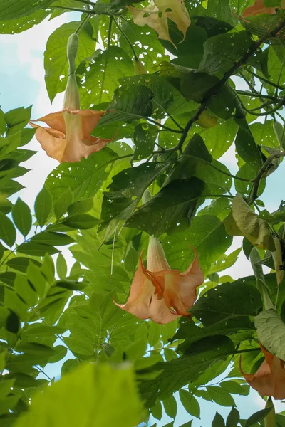 Turuncu Melekler Trumpet Datura, Solanaceae, Brugmansia, büyük, güzel kokulu çiçekler, bazen yakın akraba olan Datura cinsi için kullanılan melek trompetlerinin ortak isimlerini verirler. Zehirli..