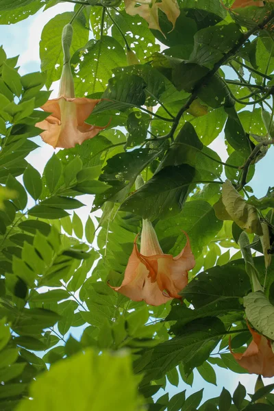 Laranja Anjos Trombetas Datura Solanaceae Brugmansia Grande Flores Perfumadas Dar — Fotografia de Stock