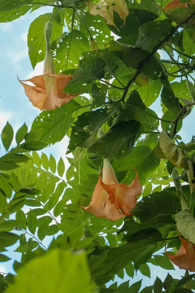 Turuncu Melekler Trumpet Datura, Solanaceae, Brugmansia, büyük, güzel kokulu çiçekler, bazen yakın akraba olan Datura cinsi için kullanılan melek trompetlerinin ortak isimlerini verirler. Zehirli..