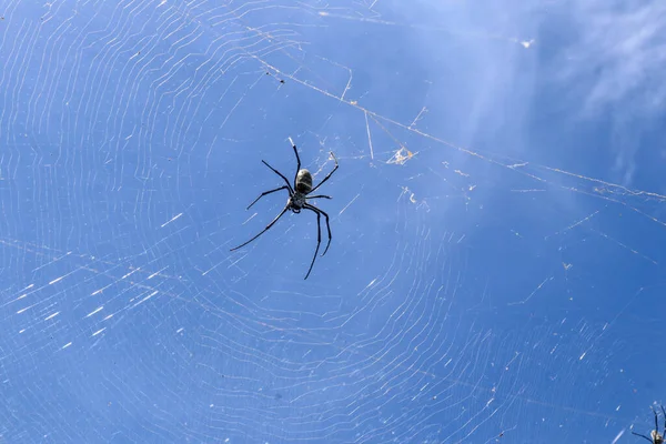 Großaufnahme Einer Großen Spinne Auf Einem Spinnennetz Auf Bali Vor — Stockfoto