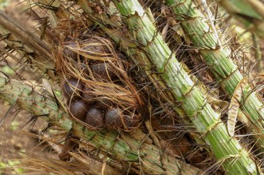 Keskin uzun dikenleri ve birkaç metre uzunluğunda yaprakları olan bir palmiye ağacında bir avuç tropikal Allah meyvesi. Meyveler palmiyenin dibinde kümeler halinde büyür. Kırmızımsı kahverengi pullu deriden dolayı yılan meyvesi