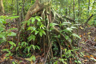 Yağmur ormanlarındaki tropik bir ağacın dallı kök sistemi. Toprağın yüzeyinden çıkan kökler. Kök sistemi arasında tropik bitkiler yetişir. Bali 'de bir ormanda uzun bir Ficus Variegata ağacı.