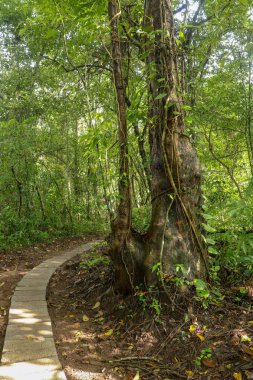 Asya tropikal yağmur ormanlarında büyük bir ağaç. Tropikal ormanda yeşil ağaç eğreltiotu. Ağaç gövdesine yapışmış uzun sürüngenler. Liana bir ağacın etrafını sarıyor. Endonezya, Bali 'de yeşil yoğun bir orman. Orman arkaplanı.