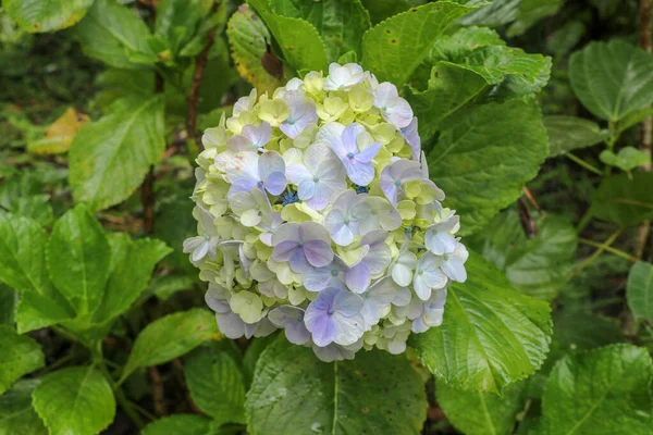 Primer Plano Flor Hortensia Azul Sobre Fondo Hojas Color Verde —  Fotos de Stock