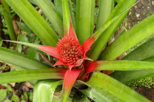 Close up of red Pineapple flowers growing on a tropical bromeliad plant with red leaves, Bali, Indonesia. Young Ananas Comosus Variegatus. Pink Dwarf Pineapple. Tropical fruit growing in garden.