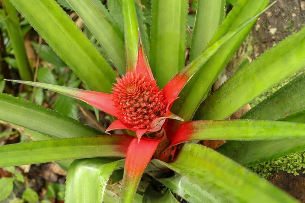 Primer Plano Las Flores Rojas Piña Que Crecen Una Planta — Foto de Stock