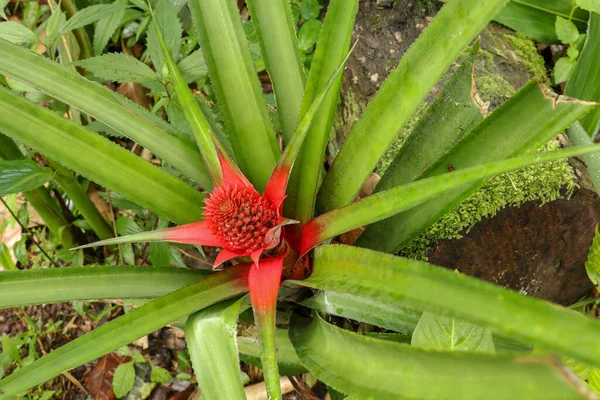 菠萝植物的俯瞰图片 模糊的软性聚焦梦幻般的植物效果为抽象的背景 Bromeliad Ananas Comosus 关闭了红菠萝花 热带植物结果 — 图库照片