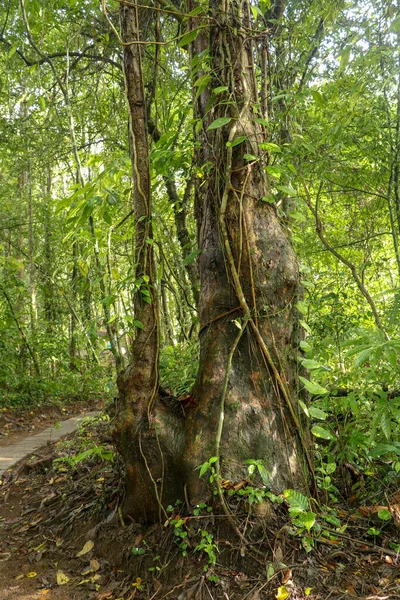 Großer Baum Tropischen Regenwald Asiens Grüne Baumfarne Tropischen Dschungel Lange — Stockfoto