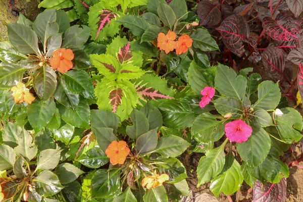 Impatiens Walleriana Sultanii Απασχολημένη Λίζι Λουλούδια Μεγάλα Λεπτομερή Κάθετα Μοτίβο — Φωτογραφία Αρχείου