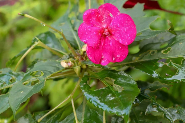 Close Impatiens Balsamina Gotas Água Superfície Pétala Bálsamo Jardim Bálsamo — Fotografia de Stock