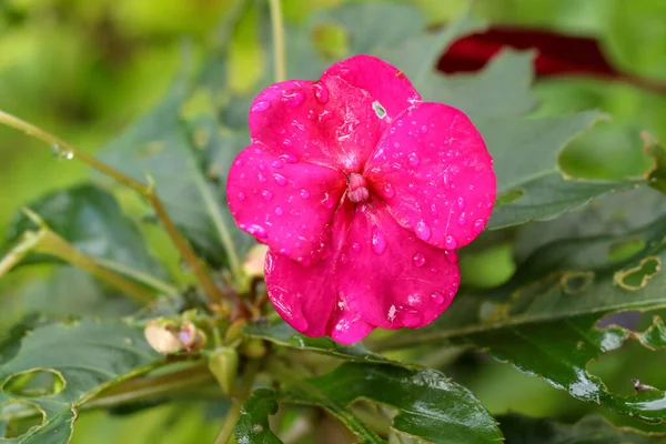 Primer Plano Bálsamo Impatiens Jardín Bálsamo Bálsamo Rosas Toque Flores — Foto de Stock