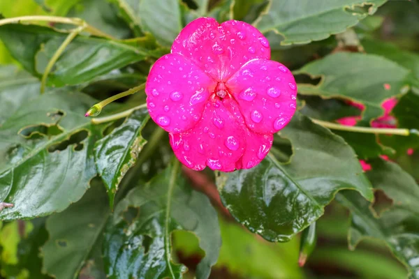 꽃들의 꽃피는 분홍색 정원에 매크로의 자주색 하느님의 뉴기니 — 스톡 사진