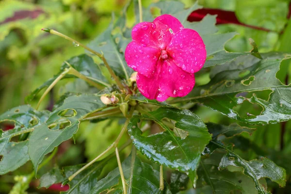 Close Van Impatiens Balsamina Waterdruppels Bloemblaadjes Tuin Balsem Rose Balsem — Stockfoto