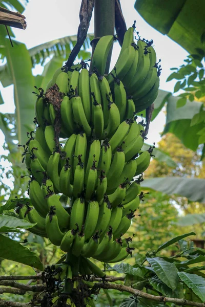 A bunch of green bananas ripens on a palm tree in a tropical garden on Bali Island. Organic Banana Plantation on Bali. Palm tree in Indonesia. Bananas hanging on palm. Close-up of a tropical fruits.