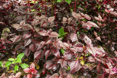 Bitkiler kan döker ya da Iresine herbstii ya da Tavuk taşlığı ya da Biftek bitkisi ya da Formosa kanlı bitkiler parlak kırmızı parlak yapraklar ve yerel bahçe dokusunda büyüyen kökler.