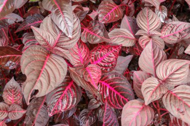 Mor ve pembe Iresine Herbstii yaprağı. Red Bloodleaf Süs Bitkisi. Bitki bahçesinin kırmızı yaprakları yakındır. Çiçek açan bitki, amaranthaceae, eşsiz kırmızı ve siyah doğal arkaplan.