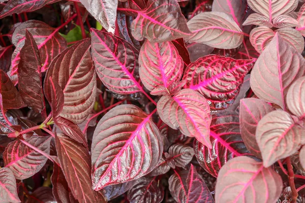 Paarse Roze Iresine Herbstii Blad Achtergrond Rode Bloedblad Sierplant Rode — Stockfoto