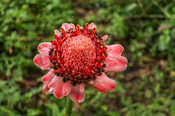 Top View Vibrant Pink Torch Ginger Flower Natural Surrounding Dark — Stock Photo, Image