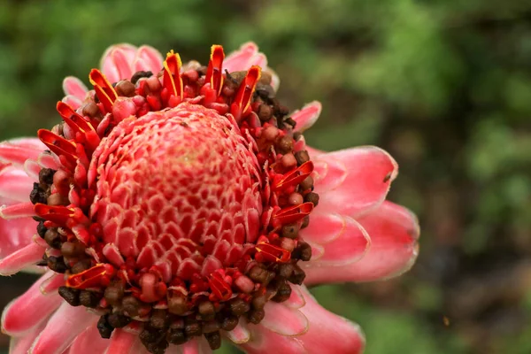 Top View Vibrant Pink Torch Ginger Flower Natural Surrounding Dark — Stock Photo, Image