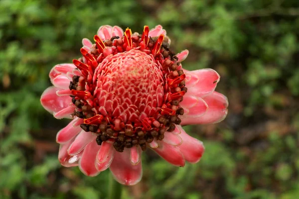 Vista Superior Vibrante Flor Jengibre Antorcha Rosa Entorno Natural Con — Foto de Stock