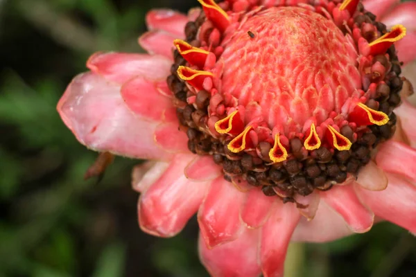 Top Kilátás Élénk Rózsaszín Fáklya Gyömbér Virág Természetes Környezetben Sötétzöld — Stock Fotó