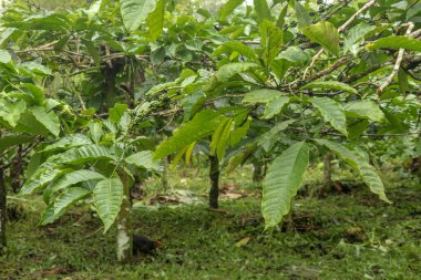Endonezya, Bali 'den gelen olgun Arabika kahve çekirdekleri ile birlikte kahve arap çalısı. Ağaçtaki kahve arap kahvesi yeşil kahve çekirdekleri. Toraja Arabica Kahve ağacında kiraz çekirdeği.