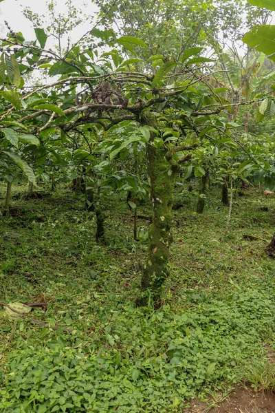 Coffea Arabica Busch Mit Reifen Arabica Kaffeebohnen Aus Bali Indonesien — Stockfoto