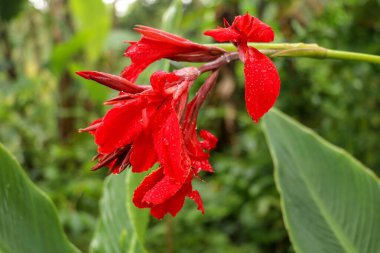 Çiçek açan çiçeklerin yakın çekimi tomurcuklar ve yapraklarla büyüyemez. Yaprakların ve çiçeklerin üzerine yağmur damlası. Kırmızılı Afrika ok kökü. Ateşli kırmızı yapraklı Canna Nilüfer 'in detaylı görüntüsü.