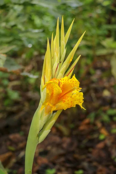 Κοντινό Πλάνο Των Ανθισμένων Λουλουδιών Canna Μπουμπούκια Και Φύλλα Που — Φωτογραφία Αρχείου