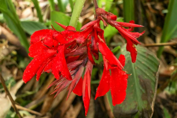 Künstlerisches Porträtfoto Einer Roten Canna Indica Blume Mit Dunklem Verschwommenem — Stockfoto