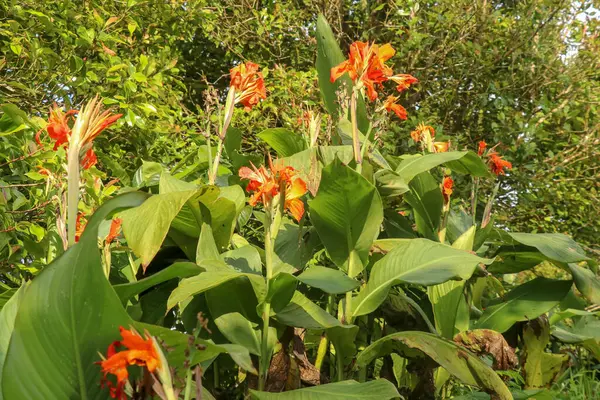 Retrato Artístico Foto Uma Flor Canna Indica Laranja Com Fundo — Fotografia de Stock