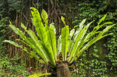 Asplenium nidus epifit yaprakları yakındır. Tropikal ormanda Fern Bird 's Nest' in yeşil yaprakları, dış mekan dekorasyonu. Endonezya, Bali 'de ağaç gövdesinde yeşil bitki var. En iyi arkaplan.
