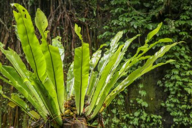 Asplenium nidus epifit yaprakları yakındır. Tropikal ormanda Fern Bird 's Nest' in yeşil yaprakları, dış mekan dekorasyonu. Endonezya, Bali 'de ağaç gövdesinde yeşil bitki var. En iyi arkaplan.