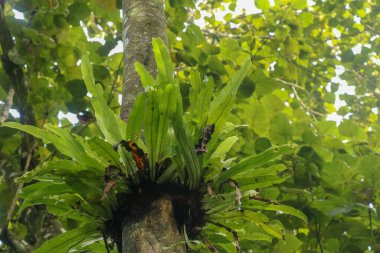 Asplenium Nidus Epiphyte tropikal eğreltiotu ağaç gövdesi, Bali, Endonezya. Fern Bird 's Nest, Güneydoğu Asya' da yaşayan eğreltiotu familyasından bir kuş yuvası. Yeşil bitki. En iyi arkaplan.