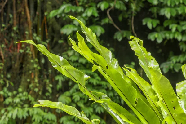 Asplenium Nidus Epiphyte Foglie Vicino Soft Focus Foglie Verdi Fern — Foto Stock