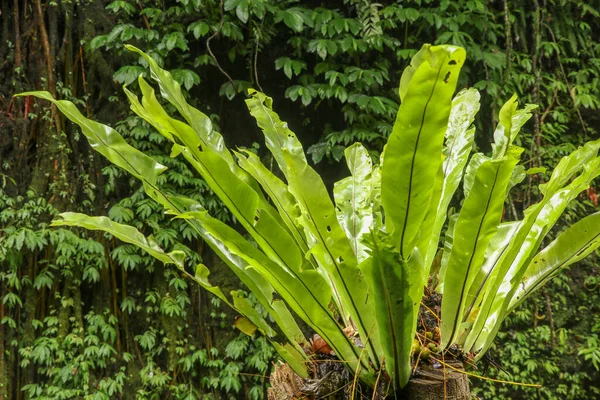 Asplenium Nidus Epiphyte Leaves Close Soft Focus Green Leaves Fern — Stock Photo, Image