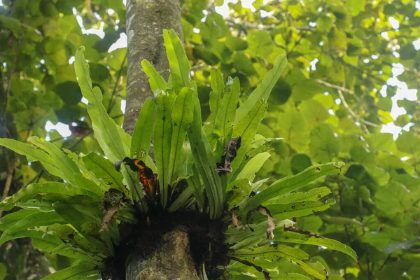 Asplenium Nidus Epiphyte Tropikal Eğreltiotu Ağaç Gövdesi Bali Endonezya Fern — Stok fotoğraf