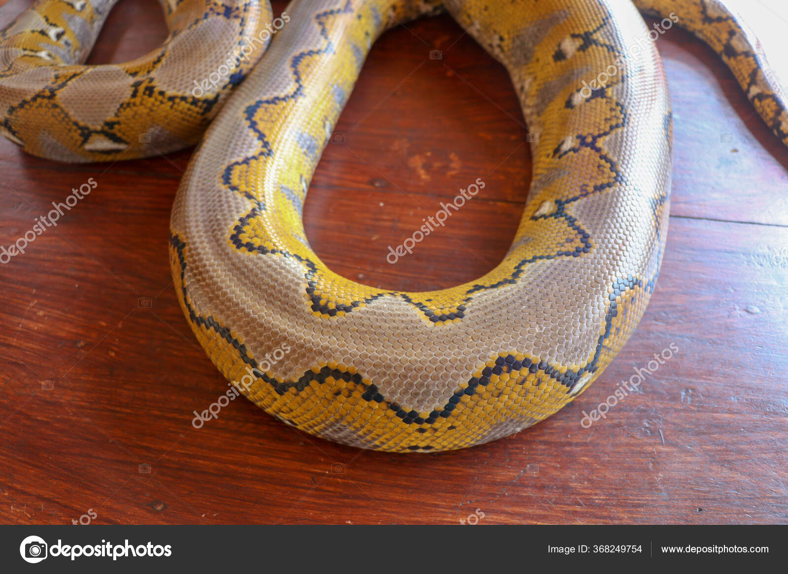 Albino Reticulated Python Python Snake Yellow Lying Wooden Table Close ...