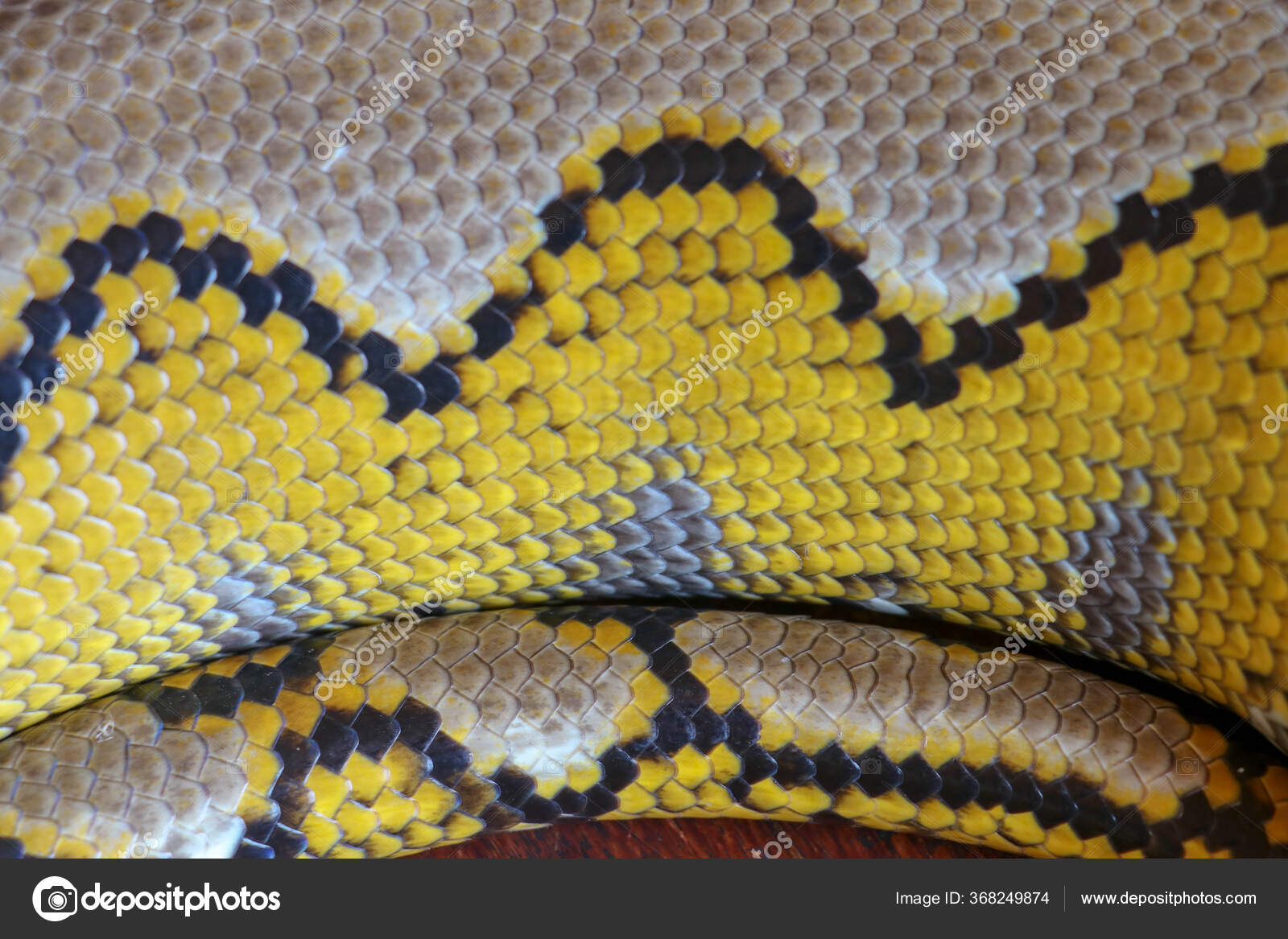 Albino Reticulated Python Python Snake Yellow Lying Wooden Table Close ...