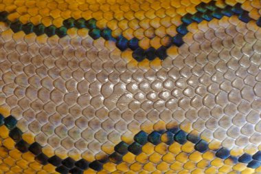 Arka plan için yılan derisi dokusunu kapat. Retiküle piton Güney ve Güneydoğu Asya 'ya özgü zehirli olmayan bir yılandır. Arka plan için Macro fotoğraf piton yılan derisi. Kalıp Boa Yılan derisi.
