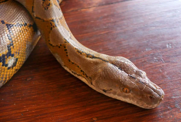 白化网状蟒蛇的肖像 漂亮的爬行动物国际蛇日 7月16日 宠物爬行动物国际爬行动物日的概念 有漂亮黄色质感的蛇 — 图库照片