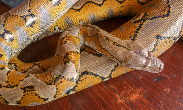 Python Jaune Serpent Albinos Avec Une Belle Texture Jaune Motif — Photo