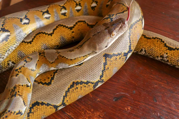 Ouro Python Amarelo Albino Cobra Com Bela Textura Amarela Padrão — Fotografia de Stock